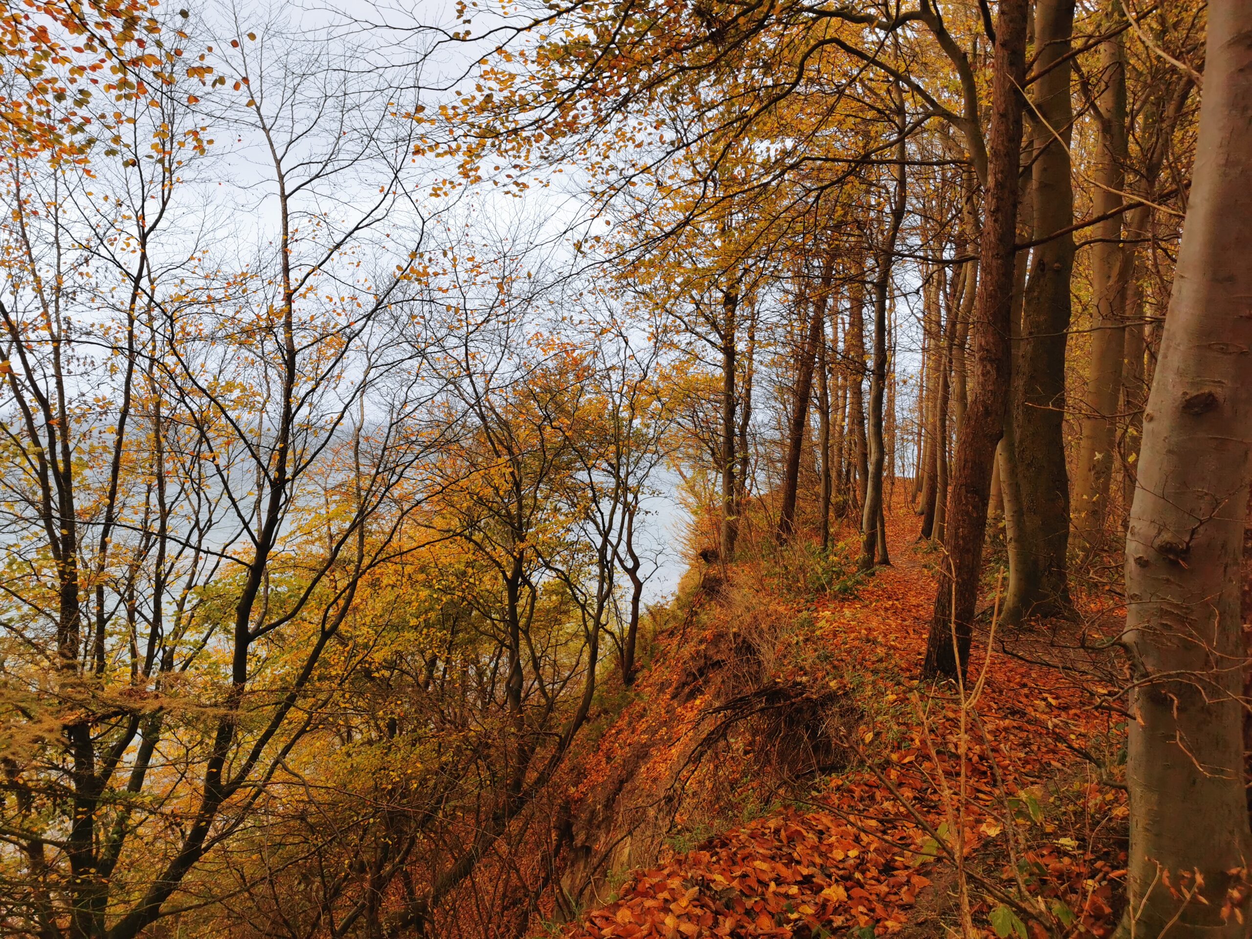 Steilküste in  Schwedeneck / Dänisch-Nienhof mit bunt verfärbten Blättern